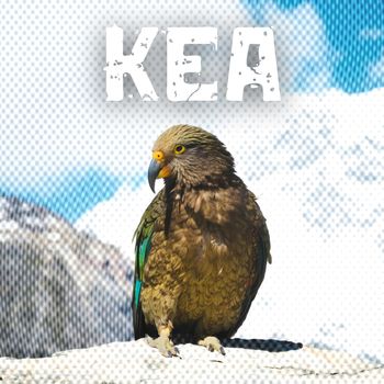 Levity Beet - Kea