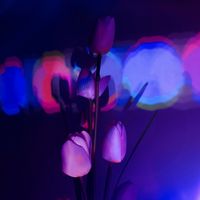 Neon Blood - Ghost Petals