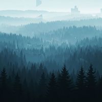 LofiForest - Bird Relax Beats