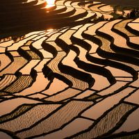 NIKS - Bricks Sawah - ins