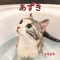 yoyo - あずき