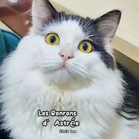 Chris Leo - Les Ronrons d'Astrée