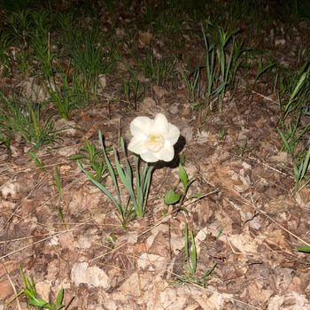 Bloom - woodchips (Explicit)