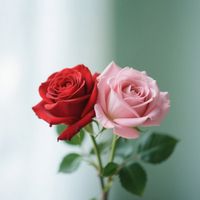 ROSSY - Berbagi Rasa Cinta