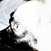 WOLFIE - Lone Wolf