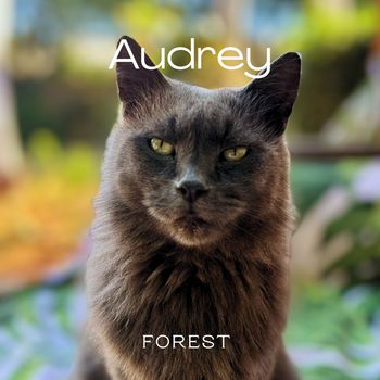 Forest - Audrey