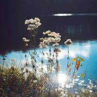 Thaehan - Here You Are