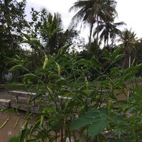 Tom tom - Batin yang mengikat
