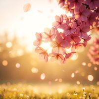 Timeless - When Petals Drift Away | A Fading Warmth