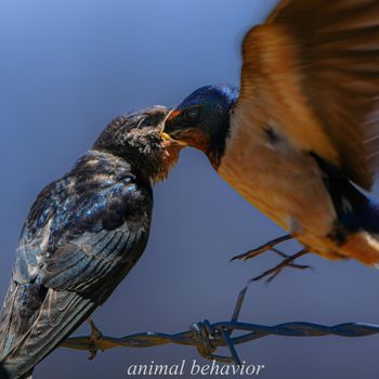 PAD - animal behavior