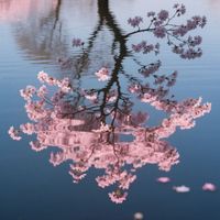 mercy - 桜影