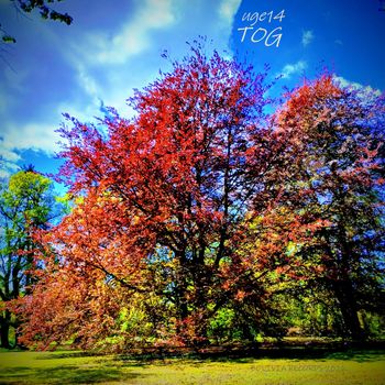Uge 14 - TOG