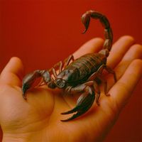 ZAZZU - Alacrán Ponzoñoso