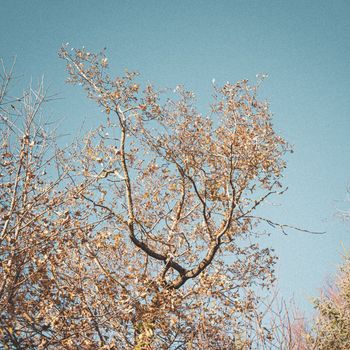 Walle - Camellia