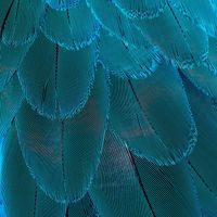 Macrogenre - Feathers Redraw