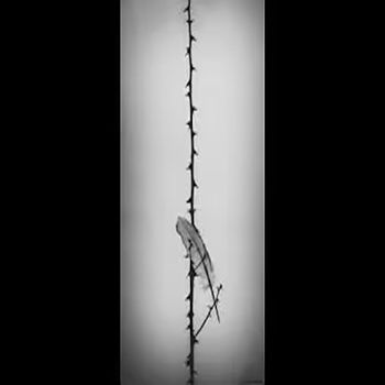 Dim - La plume ou le silence (Explicit)
