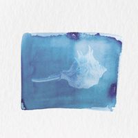 Ian Ewing - Coreopsis