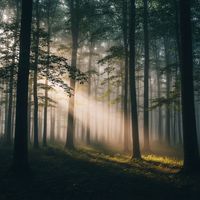 LofiForest - Forest Chill Vibes