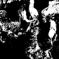 DJ Headwound - KENTUCKY MEAT SHOWER
