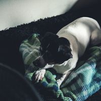 WOLFIE - Losing Hope