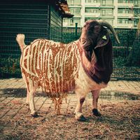 Bokkerÿers - Jaobik (Volksleed) (Explicit)