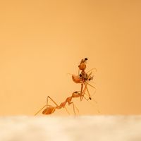 Macrogenre - Queen Ants Electric Winters