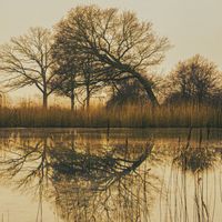 People and Harmony - TREE
