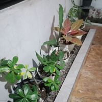 Tasi - Langkah berkelas