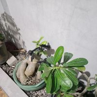 Eko - Irama tapak kuda