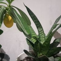 Murti - Flash sale "iya"