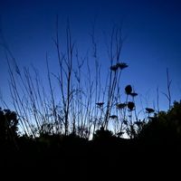 Florry - Rain Is Falling