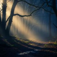 Rune Echo - Mossbound Forest Celtic Ambient