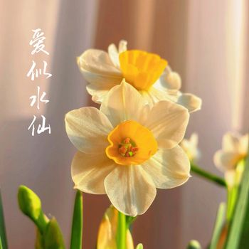 梨子芹菜 - 爱似水仙