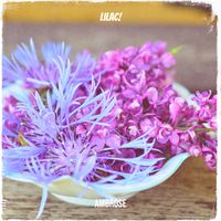 Ambrose - Lilac!