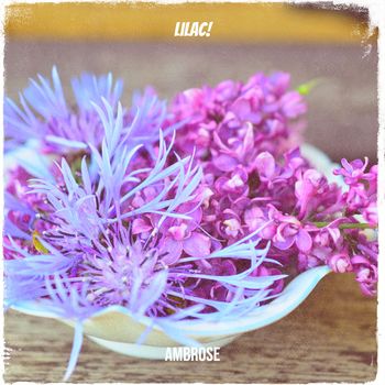 Ambrose - Lilac!