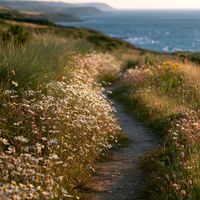 Daisey Harper - The Summer We Met