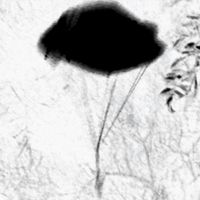 shane - parachutes