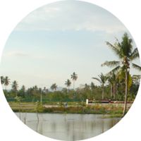 MDV - PETANI DI SAWAH