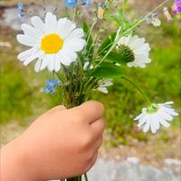 JiHoo - Vindens Sagor
