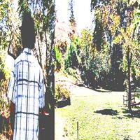 wren - Conversation with a Tree