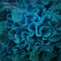 Adrian Wreck - Abalone