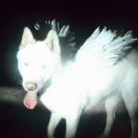 Fat Dog - Shit Love