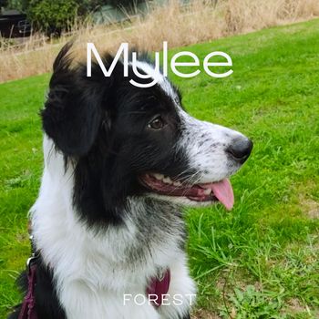 Forest - Mylee