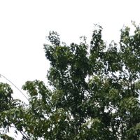 Kilor - Sebuah rinduku