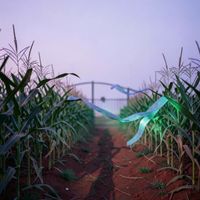 MoBa - Echoes in cornfield
