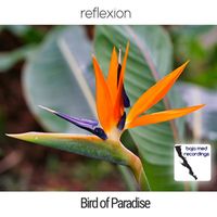 reflexion - Bird of Paradise