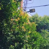 Berlian - Gagang Sapu