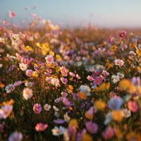 MoBa - Fields of love