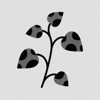 Jackie - Bruising on the vine