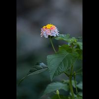 Hideto Kobayashi - Flower Flora (Original)